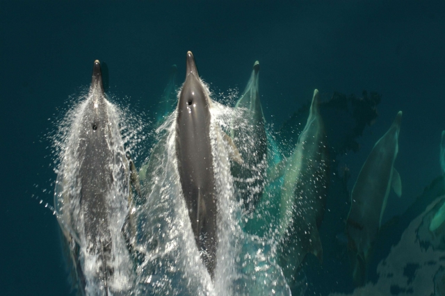 Avistamiento de delfines